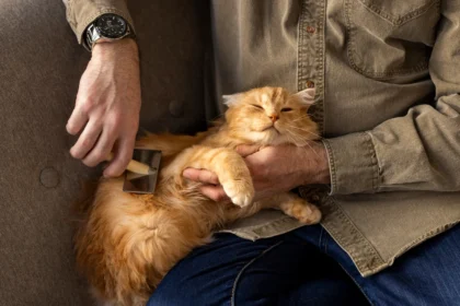 Demystifying Why Do Cats Purr When You Pet Them?