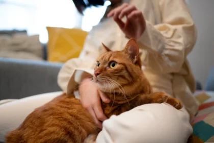 How to Safely Clean Your Cat's Ears at Home