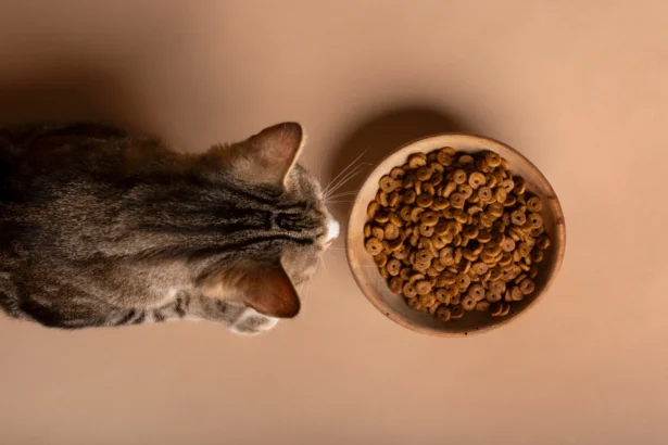 Affordable Grain-Free Cat Food Options