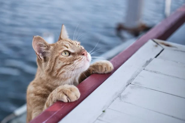 How to Keep Your Cat Cool and Happy This Summer