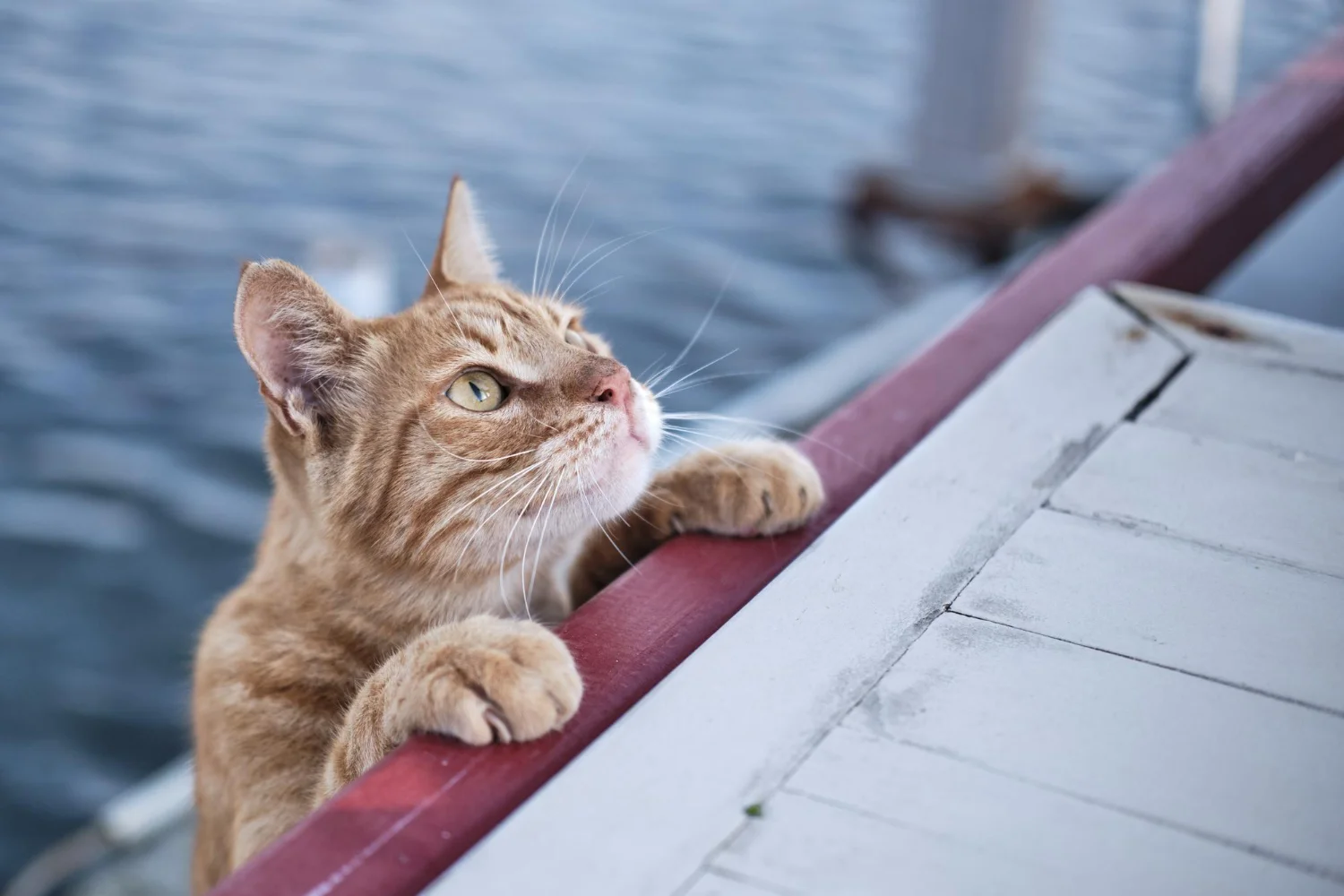 How to Keep Your Cat Cool and Happy This Summer