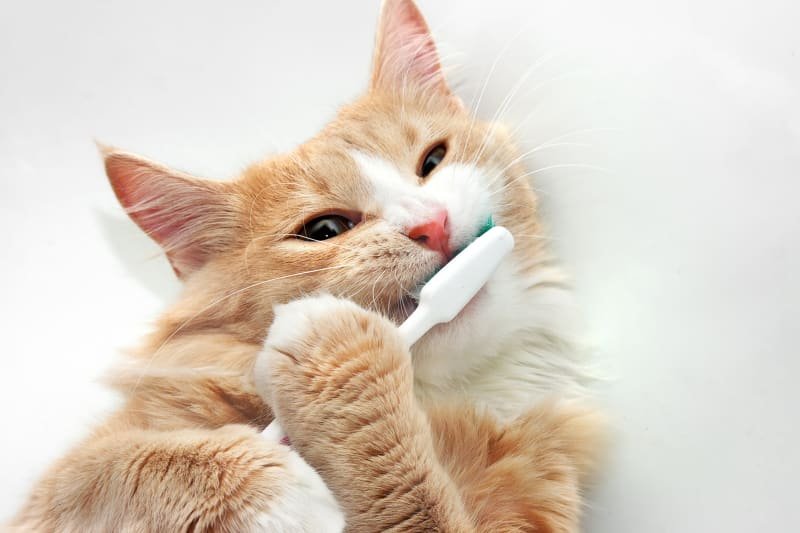 Common cat grooming mistakes