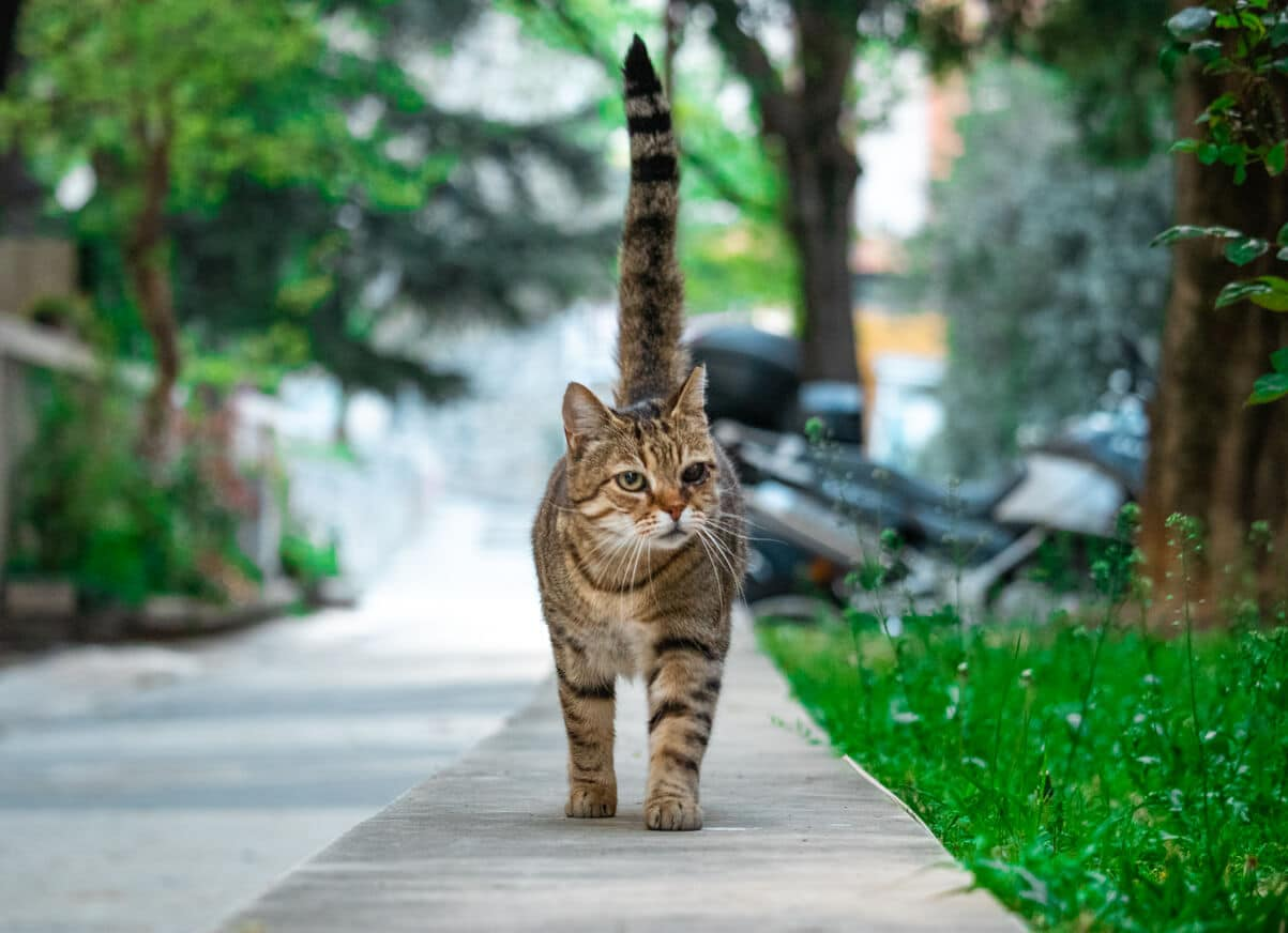 Signs Your Cat Is Trying to Tell You Something