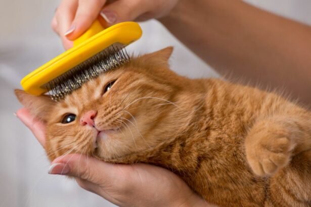 Common cat grooming mistakes