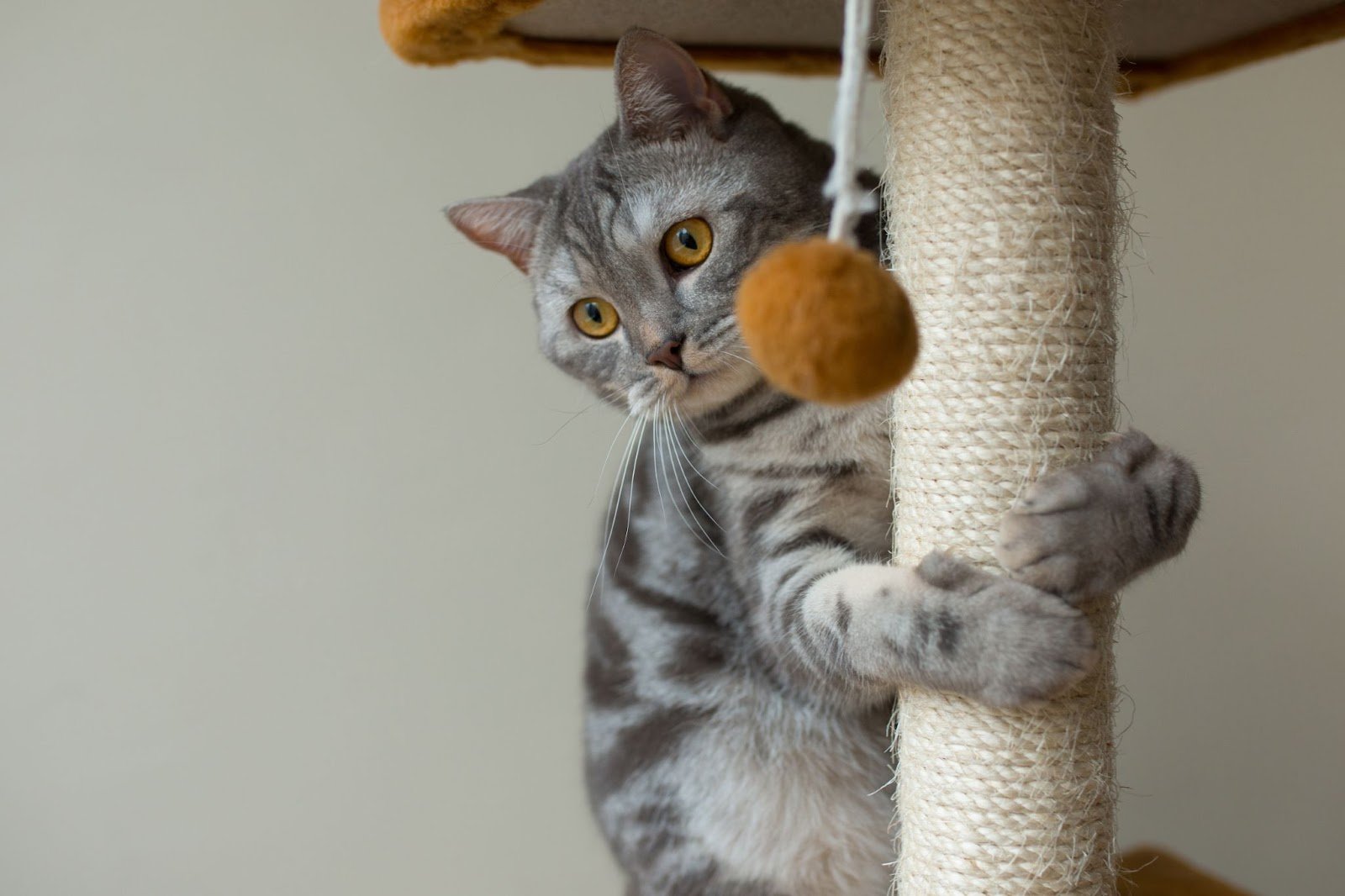 How to Train a Cat to Use a Scratching Post