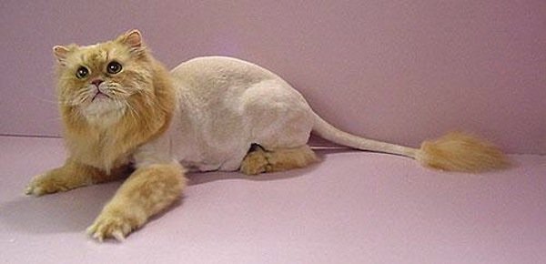 Common cat grooming mistakes