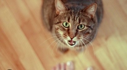 Demystifying Why Do Cats Purr When You Pet Them?