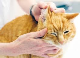 Common cat grooming mistakes