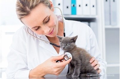 Cat care tips for beginners - 2025