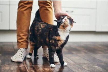 Cat care tips for beginners - 2025