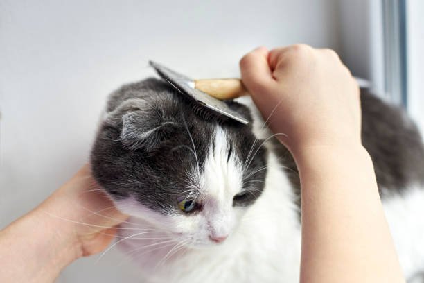 How to prevent hairballs in long-haired cats