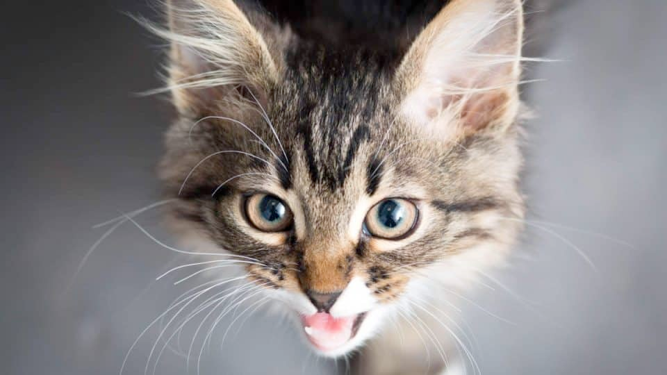 Tips for understanding cat vocalizations