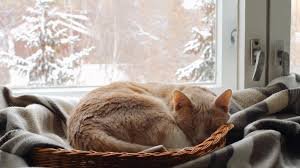 Cat care during winter