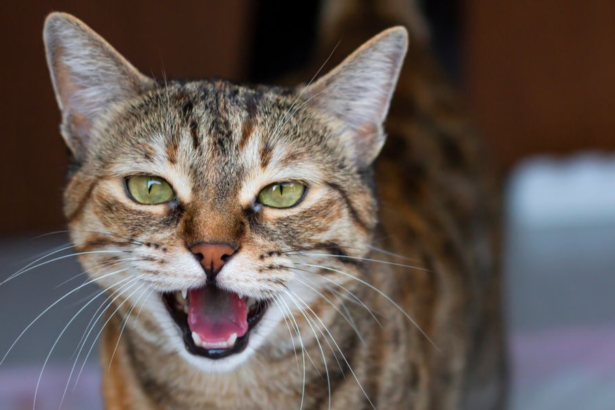 Tips for understanding cat vocalizations