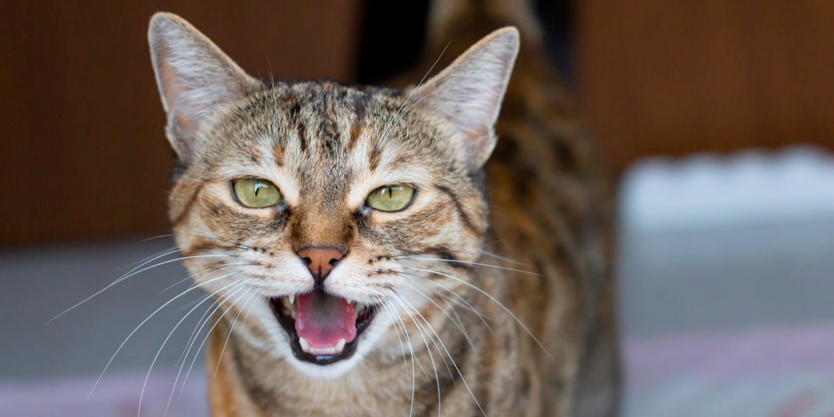 Tips for understanding cat vocalizations