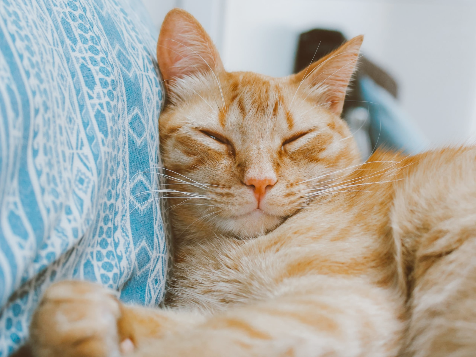 Tips for understanding cat vocalizations