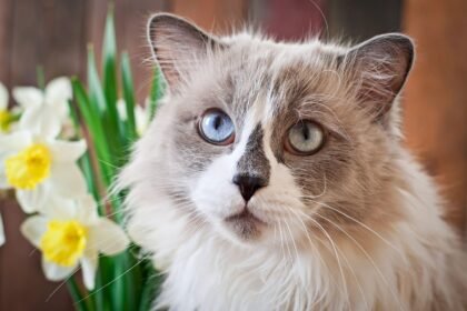 Cat Breeds for Families