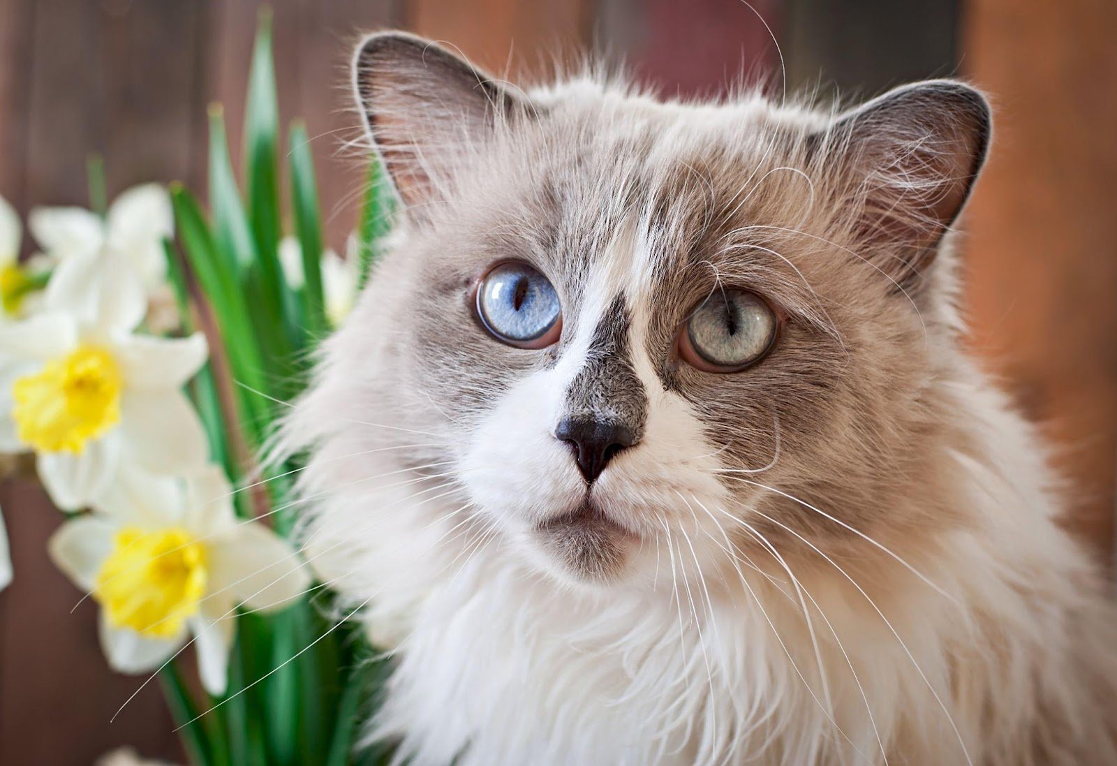 Cat breeds for families