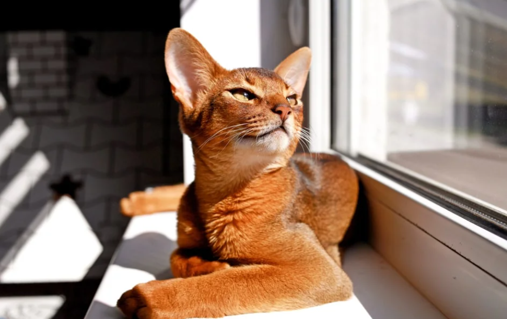 Cat breeds for families
