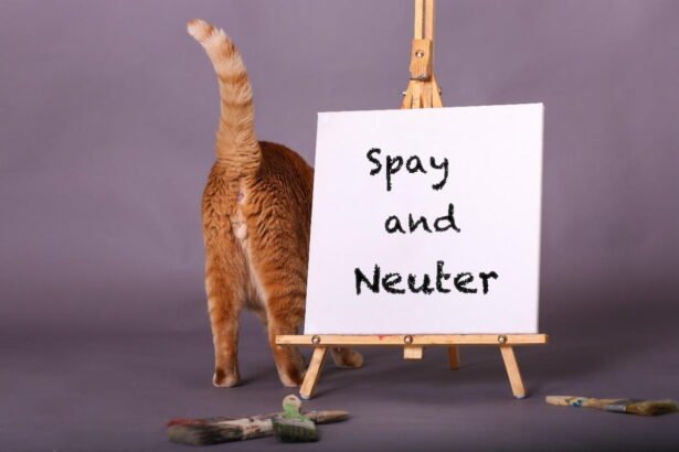 Benefits of Spaying or Neutering