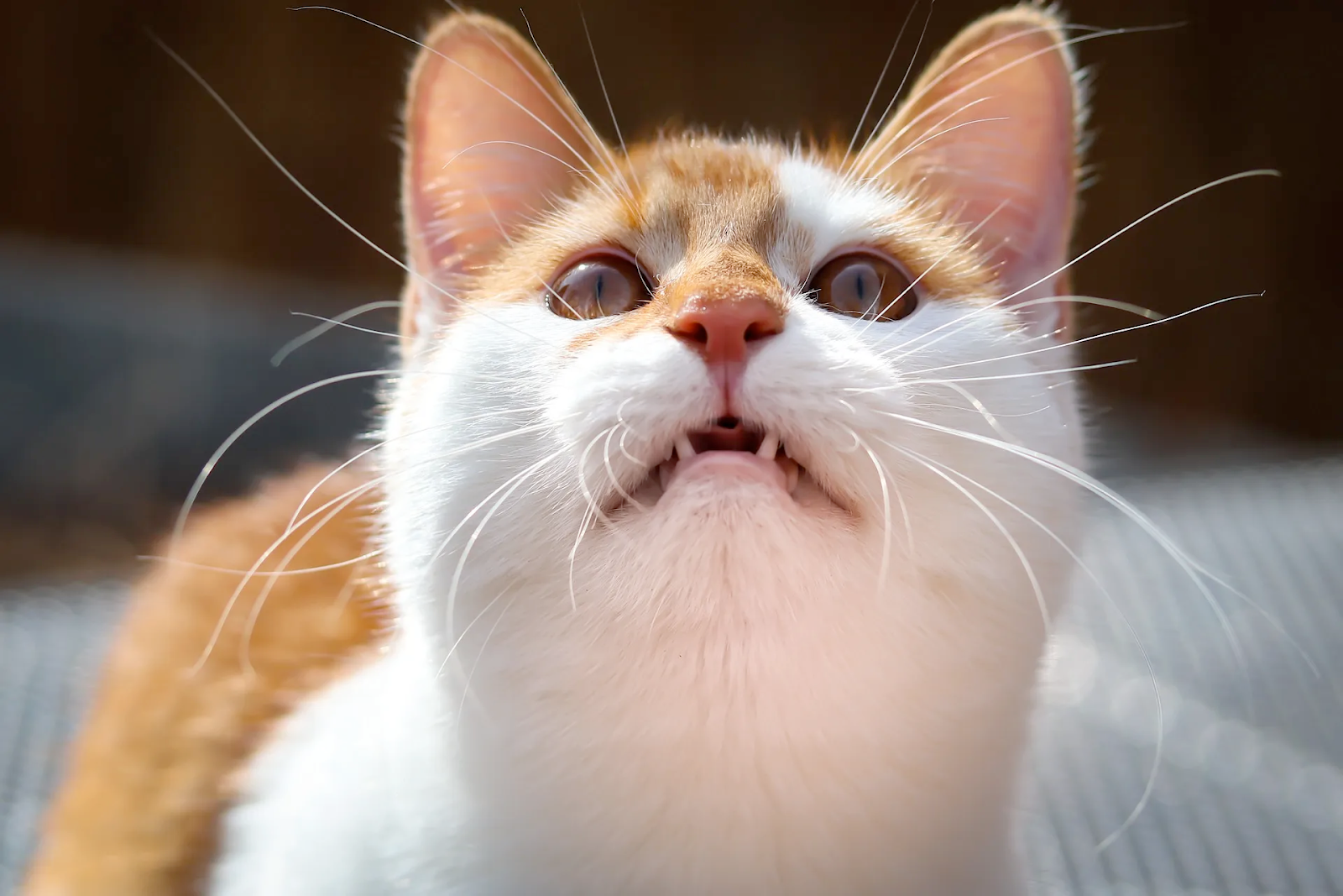 Tips for understanding cat vocalizations