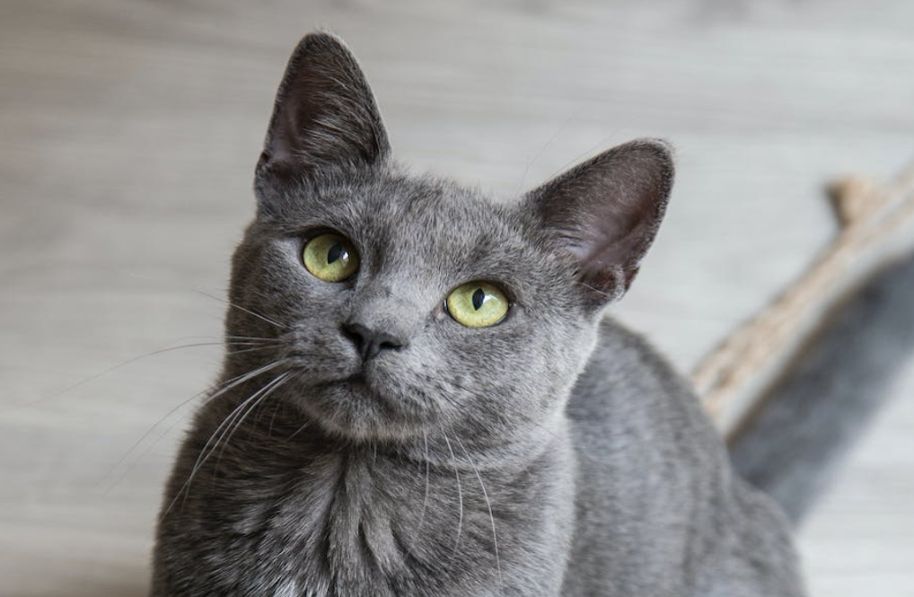 Cat breeds for families