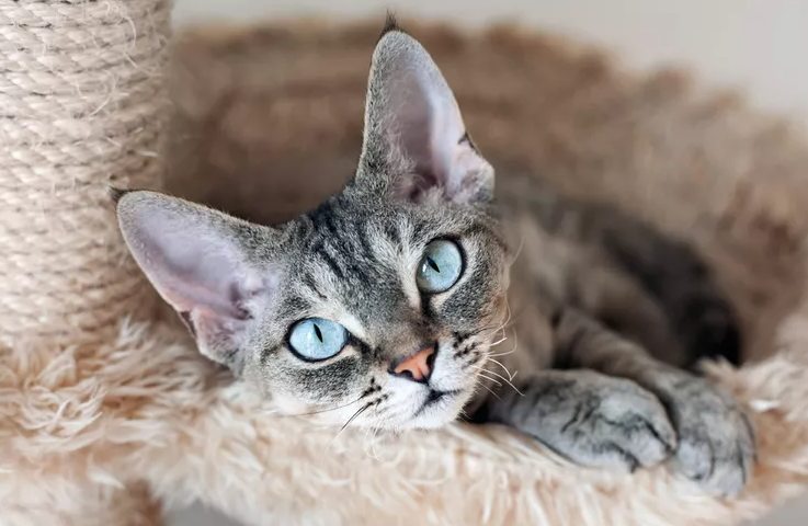 Cat breeds for families