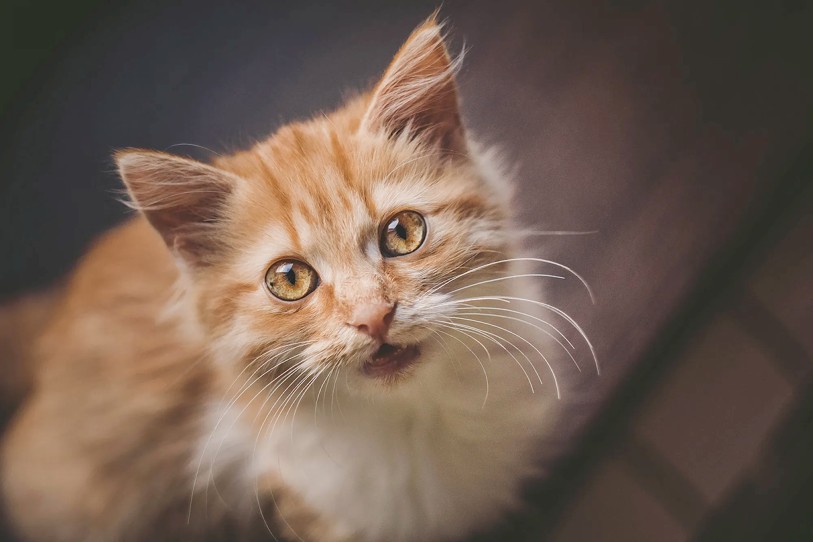 Tips for understanding cat vocalizations