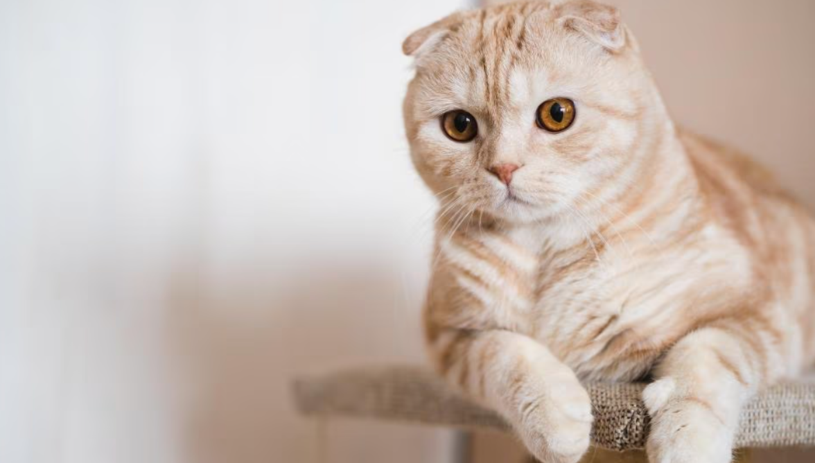 Cat breeds for families