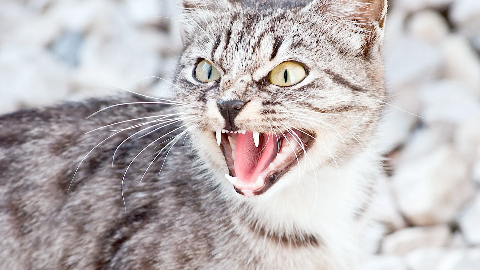 Tips for understanding cat vocalizations