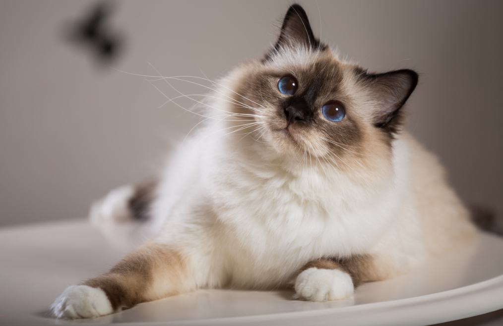 Cat breeds for families