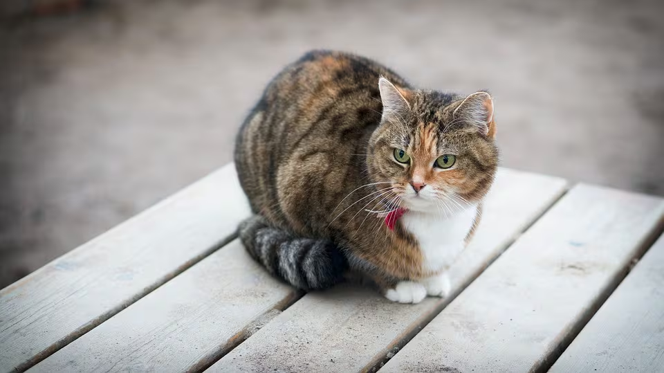 How to interpret my cat’s tail movements?
