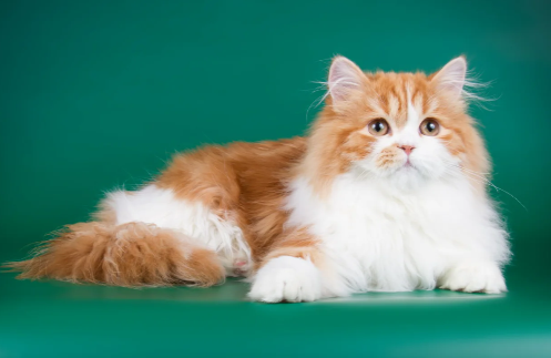 Cat breeds for families