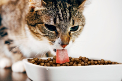 Tips for a healthy cat diet - 2025