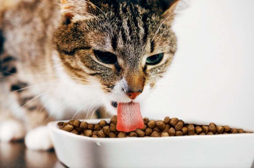 Tips for a healthy cat diet - 2025