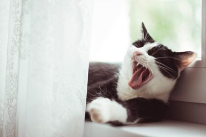 Understanding the chirping sound cats make