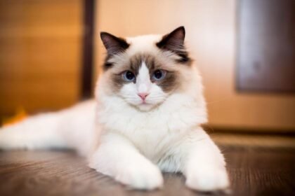 Cat breeds with unique traits