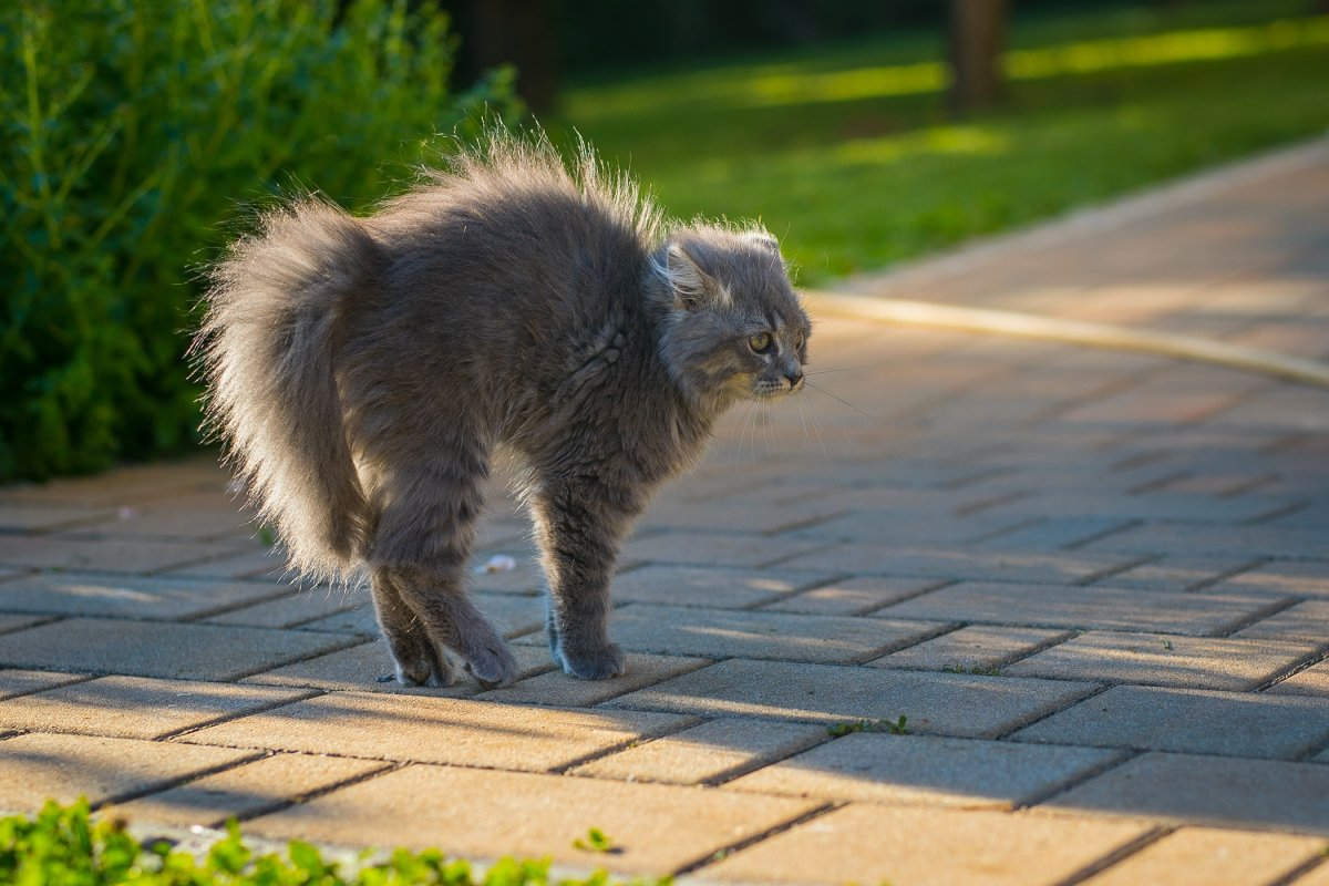 Body language of a scared cat